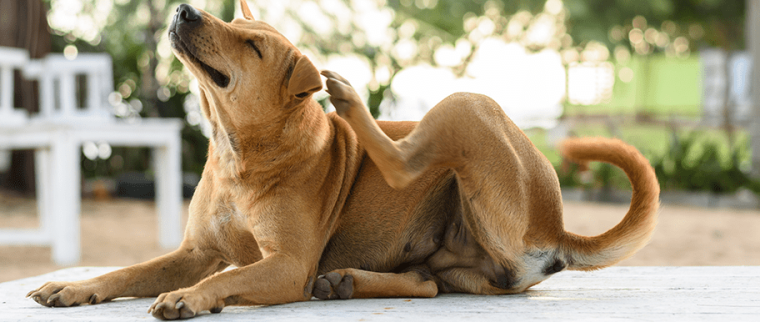 chien se gratte
